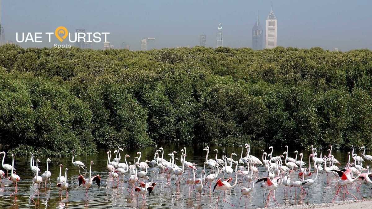 Al Khor Wildlife Sanctuary