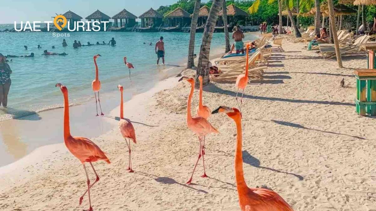Flamingo Beach
