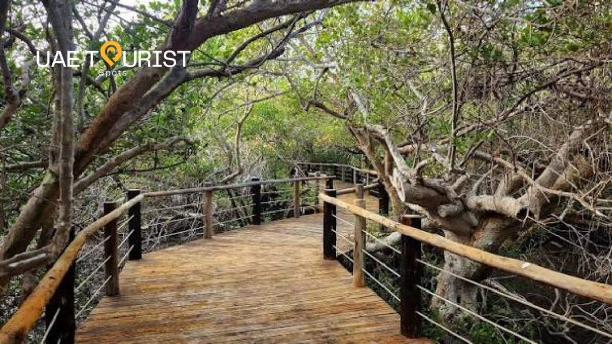 Khor Kalba Mangrove Centre